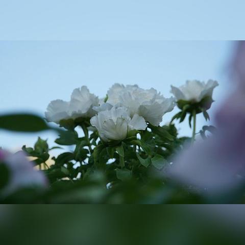 洛阳天气（洛阳天气30天）
