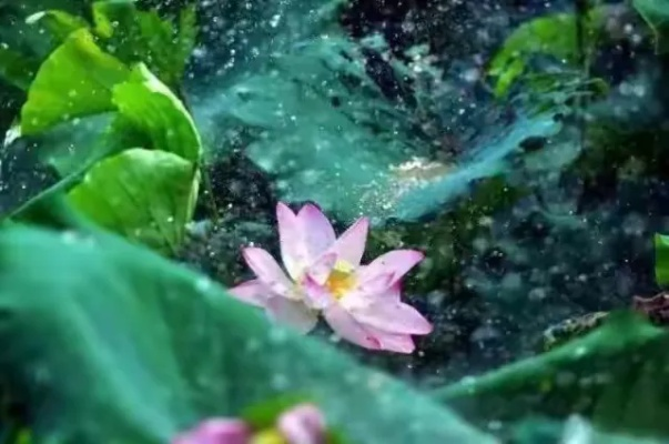 雨落无声，岁月有情