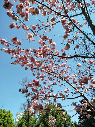 昆明的天空,是一封写给春天的情书 昆明的天空,是一封写给春天的情书