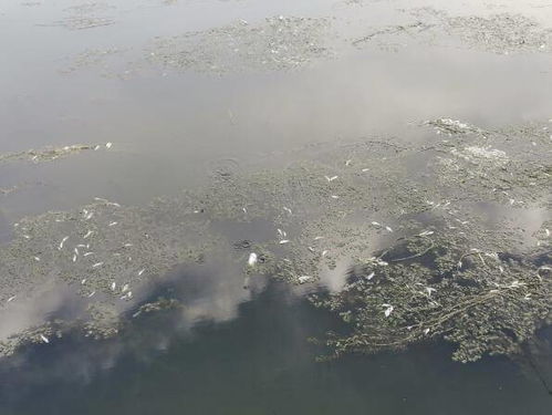 沉浮于天气的河流 沉浮于天气的河流